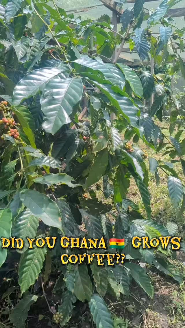 Did you know, Ghana grows Coffee? Embark on a coffee Farm and tasting tour with us. #insta #instagood #Experience #fypシ❤️💞❤️