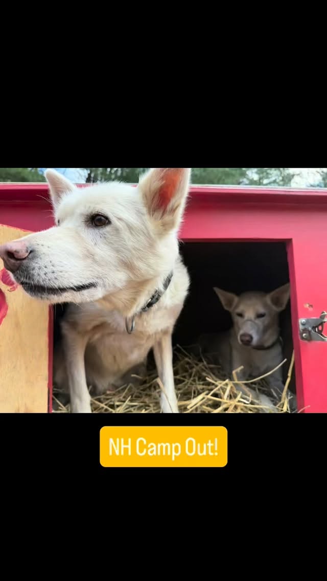 NH Camp Out Weekend with the Hilltown Sleddogs, Sofie & me! #hilltownsleddogs #campout #sleddogs #mushing #loveit