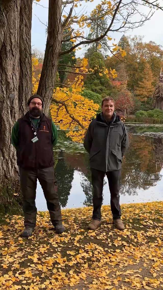 he absolutely beautiful Gingko biloba AKA Maidenhair tree is the oldest known living tree species!
Ginkgo trees are living fossils that haven’t changed for almost 200 million years. This tree grows almost anywhere, in both hot and cold zones, and it copes well in punishing conditions; from urban environments full of air pollution, to bad soil conditions, and even poor watering conditions, yet it still thrives!
Because of their ability to withstand most environmental conditions, ginkgo trees have earned themselves a lot of popularity, especially in urban settings.
There is no denying the ginkgo is a tough tree. It tolerates compacted soil, acidic soil, salt, and pollution. The list is almost endless. Combined with its disease and pest resistance, the ginkgo is virtually indestructible. For these reasons, the ginkgo is often planted in cities, especially along streets. Not many trees can withstand the soil compaction and lack of oxygen associated with street tree planting. The only downsides to planting ginkgo trees is that they grow quite slowly.
Oh, and the fruit has a smell somewhere between rotting flesh and vomit. Luckily the tree are individually male or female, and only the female produces the fruit so go for male trees if you can!
At Sheffield Park the Ginko is the end of autumn colour indicator. When it’s leaves drops the shows nearly over, so if you’re thinking of visiting to see the autumn colour and haven’t yet get yourself done there as there’s not long to go now!
⸻
ABOUT: Joe Perkins Design is a multi-award-winning landscape design consultancy, creating innovative outdoor spaces that celebrate the environment, wildlife, and biodiversity. Working across the UK and internationally, we partner with clients who share our passion for sustainable and visionary design. Discover more about our work at: www.joeperkinsdesign.com