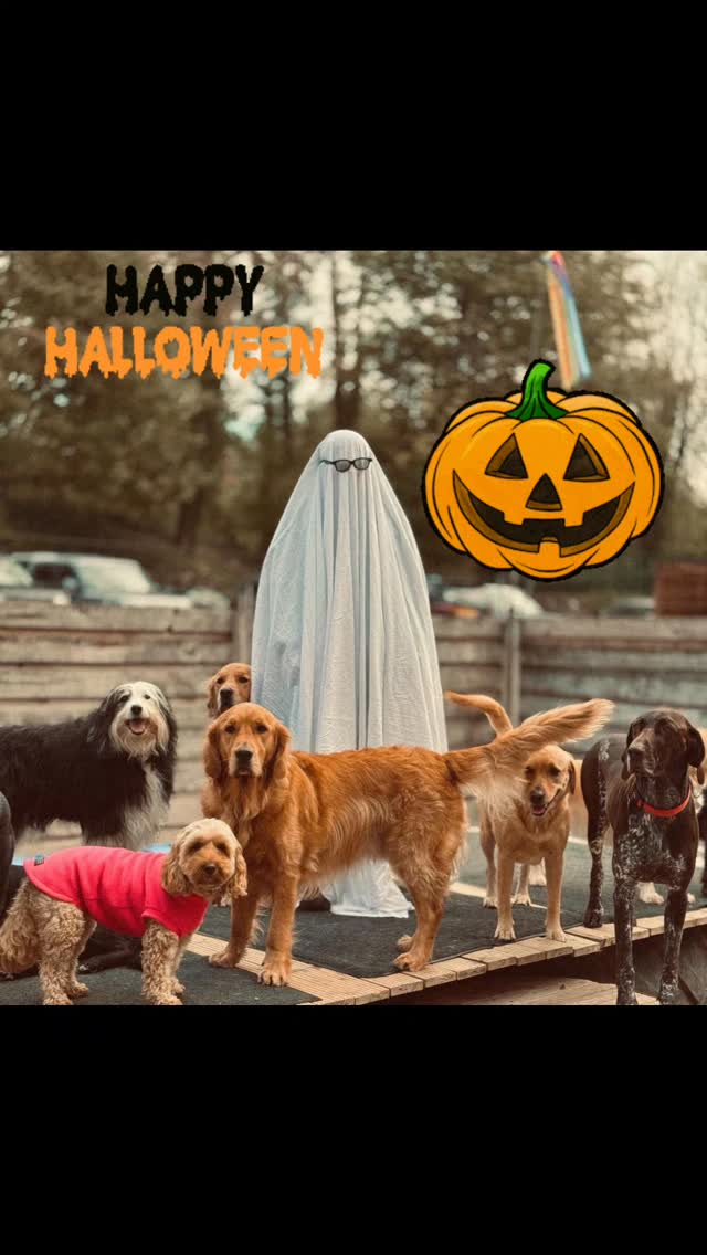 Spooky week at Doggy Daycare 🎃🎃 Happy Halloween 🦇