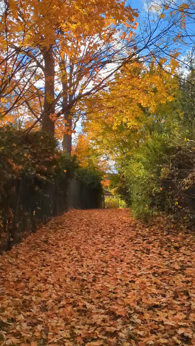 An ode to autumn listening.
No music, no headphones — just open ears on my walks.
Absorbing the sounds of the world around me.
Returning to the same tree often, watching change in real time.
We are always listening, even when we think we’ve stopped.
What do you hear?
What are you listening to?