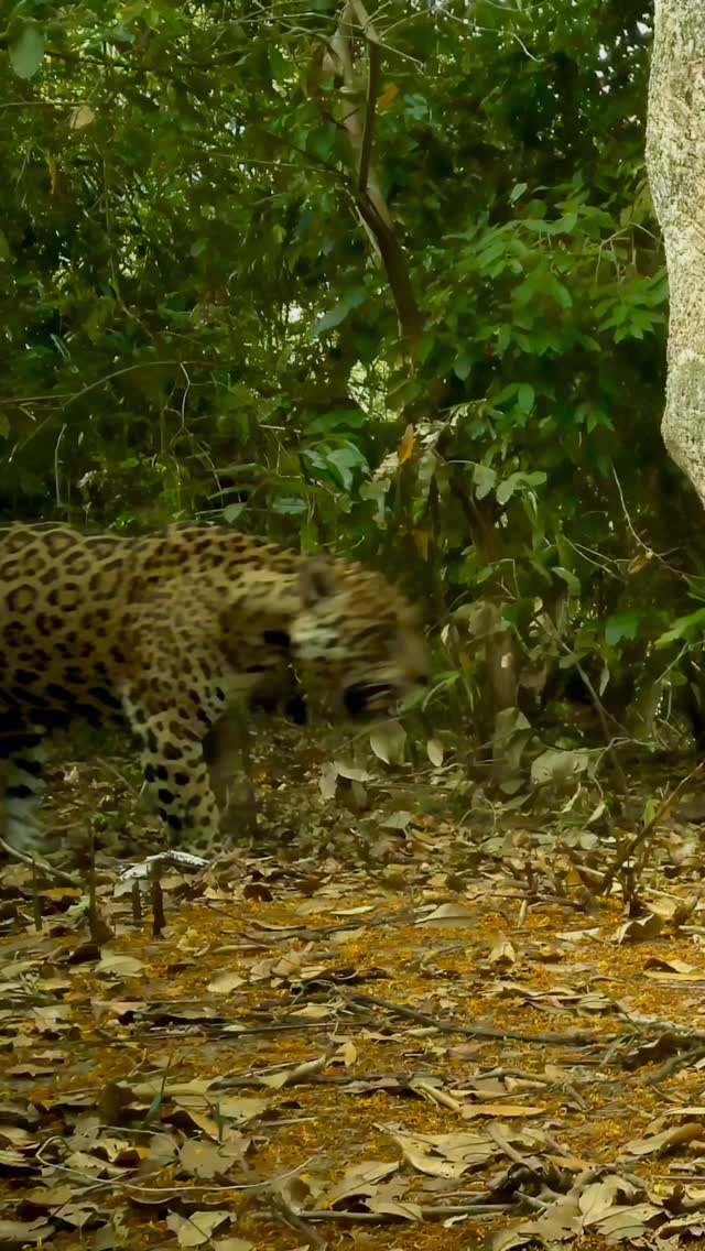 🇧🇷 Back to the scratch post! 🇧🇷
Meet Tomas, a huge male jaguar who roams the famous channels of the Pantanal 🌳
Wild cats use scratch posts as a vital part of their communication and territorial behavior. When a cat rakes its claws down a tree or log, it’s doing far more than sharpening its claws — it’s leaving both visual and scent marks that signal ownership to other cats. Scent glands located between the toes release chemical cues that identify the individual, while the visible claw marks serve as a long-lasting sign of dominance and presence. For jaguars and other big cats, these scratch posts often sit along key travel routes or territory boundaries, acting like “message boards” in the forest. This behavior helps reduce direct conflict, maintain spacing between individuals, and ensure the social balance of these elusive predators’ territories.
#Jaguar #PantheraOnca #Pantanal #JaguarsOfThePantanal #WildCatImagingProject #BigCats #WildCats #WildlifeConservation #CameraTrapping #WildlifePhotography #BrazilWildlife #PantanalJaguars #SouthAmericaWildlife #NatureConservation #PredatorInFocus #ConservationPhotography #NatureReel #WildlifeReel #SaveTheJaguars #CatOfTheAmericas #WildlifeAwareness #ConservationInAction #JungleGiants #AmazonWildlife #Panthera #FieldBiology #EcologyInAction #WildlifeEncounters #NatureDocumentary #WildlifePlanet