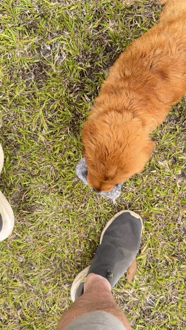 Could watch puppies play all day! 🐾 Their joy is contagious, and you can’t help but smile when you’re surrounded by their happiness. Life is better in a puppy haze! ❤️🐶