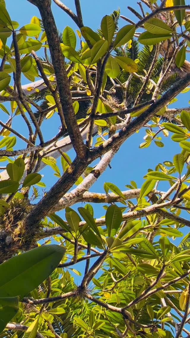 O sol toca as árvores, o vento dança entre as folhas, o azul do céu encontra a piscina.
Na Pousada do Príncipe, até o café da manhã tem o ritmo suave de Paraty.
⸻
The sun touches the trees, the breeze dances through the leaves, the blue sky meets the pool.
At Pousada do Príncipe, even breakfast follows Paraty’s gentle rhythm.
#PousadaDoPrincipe #SuaCasaEmParaty #Paraty #SlowLuxury #SensoryEscape