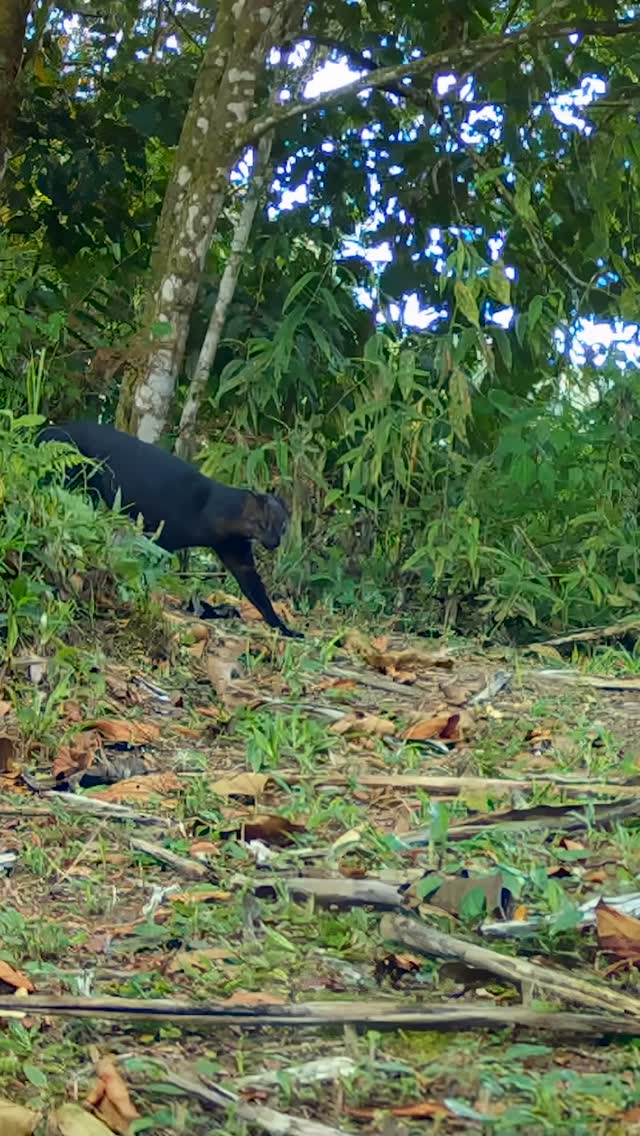 A rare glimpse of the elusive jaguarundi — captured in the misty forests of Cloudbridge Nature Reserve 🐾🌿 These secretive wild cats are among the least seen in the Americas, yet they play a vital role in keeping the mountain ecosystem in balance. Every sighting helps us understand how these small predators survive in Costa Rica’s highlands.
Want to get involved? ✨
Join our research and volunteering program to help monitor wild cats and support real conservation on the ground.
📩 Contact us directly to apply or learn more!
#Jaguarundi #CloudbridgeNatureReserve #WildCatImagingProject #WildCatsOfCostaRica #TalamancaWildlife #WildlifeResearch #CameraTrapping #CostaRicaConservation #ConservationVolunteering #VolunteerCostaRica #WildlifeVolunteers #LasOncas #MountainCats #SmallWildCats #WildlifeConservation #WildlifeCostaRica #EcologyResearch #ConservationPhotography #ProtectWildCats #NatureConservation #FieldResearch #CostaRicaWildlife #WildlifeExperience #ConservationInAction #JungleCats