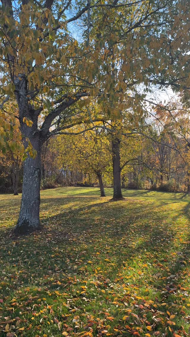 Leaf peeping essentials! Drink better this fall with still life 🍂🥕