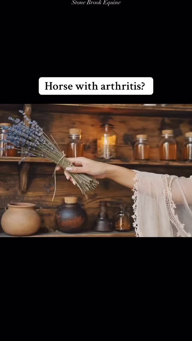 🌼 1. Boswellia (Boswellia serrata)
Best for: Improving joint comfort and reducing swelling
How it works: Inhibits inflammatory enzymes without the gastric irritation that NSAIDs cause.
Bonus: Often used together with Devil’s Claw for a synergistic effect.
🌾 2. Turmeric (Curcuma longa)
Best for: Chronic joint stiffness and inflammation
How it works: Curcumin in turmeric is a potent anti-inflammatory and antioxidant.
Tip: Needs black pepper (piperine) or coconut oil/linseed oil to increase absorption.
🍃 3. Yucca (Yucca schidigera)
Best for: General inflammation and pain relief
How it works: Contains saponins that have natural anti-inflammatory effects and can aid digestion too.
Often used with: Devil’s Claw or MSM.
Extras:
🌸 1. Meadowsweet (Filipendula ulmaria)
Best for: Soothing joints and the digestive system
How it works: Contains natural salicylates (aspirin-like compounds) but gentler on the gut than NSAIDs.
🌻 2. Nettle Leaf (Urtica dioica)
Best for: Supporting circulation and joint detox
How it works: Acts as a mild diuretic and anti-inflammatory, helping clear metabolic waste from joints.
💧 Bonus: MSM (Methylsulfonylmethane)
Technically not an herb, but a natural sulfur compound that supports joint health, reduces inflammation, and enhances the effect of herbal blends.
🌿 Horses are ment to forage on plants from the ground, not synthetic chemicals 🌿
🌿 Follow for more horse care tips
🌿 Learn how to massage your own horse at Stone Brook Academy
🌿 Comment LEARN for your free acupressure guide
#equestrian #holistichealth #herbs #herbalism #healer