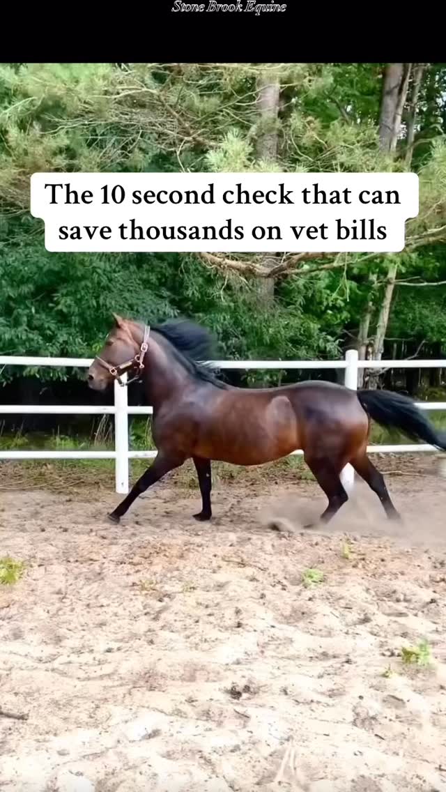 Most riders wait until their horse shows pain before taking action… but by then, it’s already expensive. 😬
Here’s a simple body check I do on every horse I see:
🌿 Run your fingers slowly along the spine, from withers to croup.
Watch closely — does your horse flinch, dip, or twitch anywhere?
That reaction isn’t attitude — it’s your horse saying, “Hey, something’s not right.”
Tight muscles and fascial restriction here are the first red flags before you see uneven strides, reluctance to move forward, or even kissing spine issues later on.
✅ Catch it early and you’ll be able to quick fix it with stretching or bodywork.
❌ Miss it → months of soreness and vet bills that could’ve been avoided.
🔹 Try it on your horse today.
🔹 Save this post to check again next week.
🔹 Share it with a friend who loves their horse enough to listen before it hurts.
🌿 Comment LEARN for my free acupressure guide!
🌿 Follow for more horse tips
🌿 Learn how to massage your horse today at Stone Brook Academy 💕 Links in bio!
#equestrian #equestrianlife #horse #veterinarian #healer #holisticmedicine #farmlife #ranchlife #cowboy