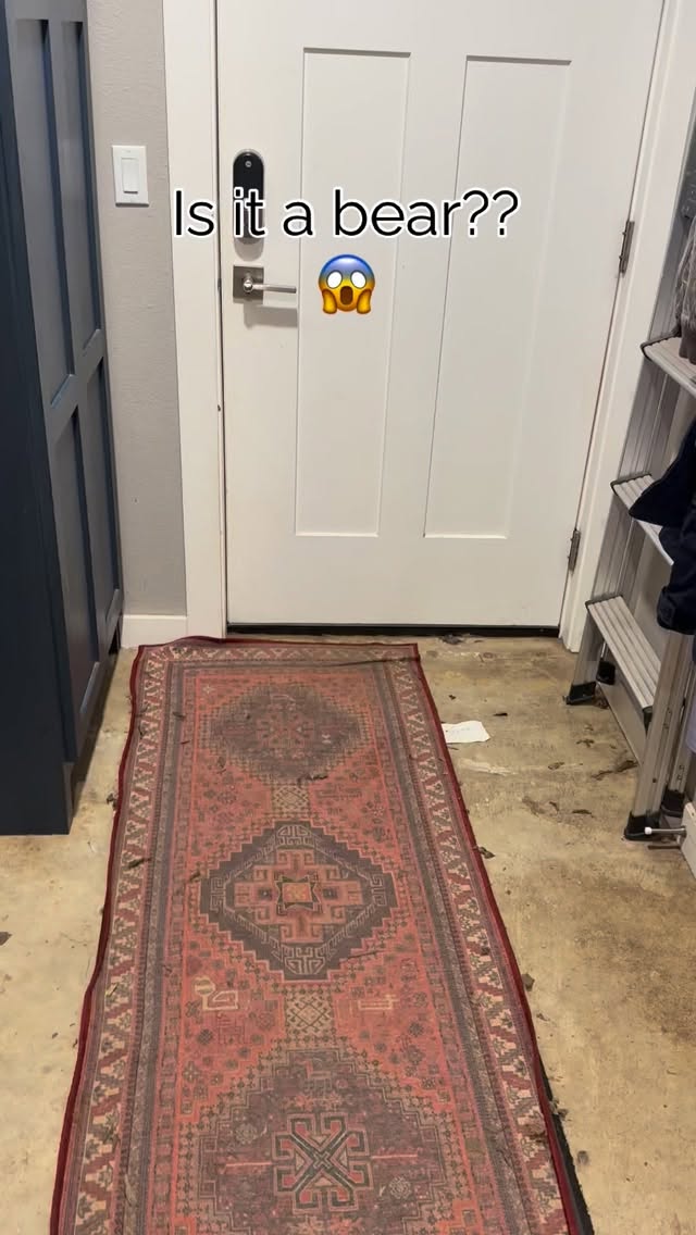 Is it a bear?? 😜
Sven is known as the bear on 81st. We have had bus drivers warn other drivers of this bear siting as well as concerned neighbors who have drove past, stopped at the hill and backed up to confirm or to warn me. 😂
#sventhenewf #bear #dog #dogsofinstagram