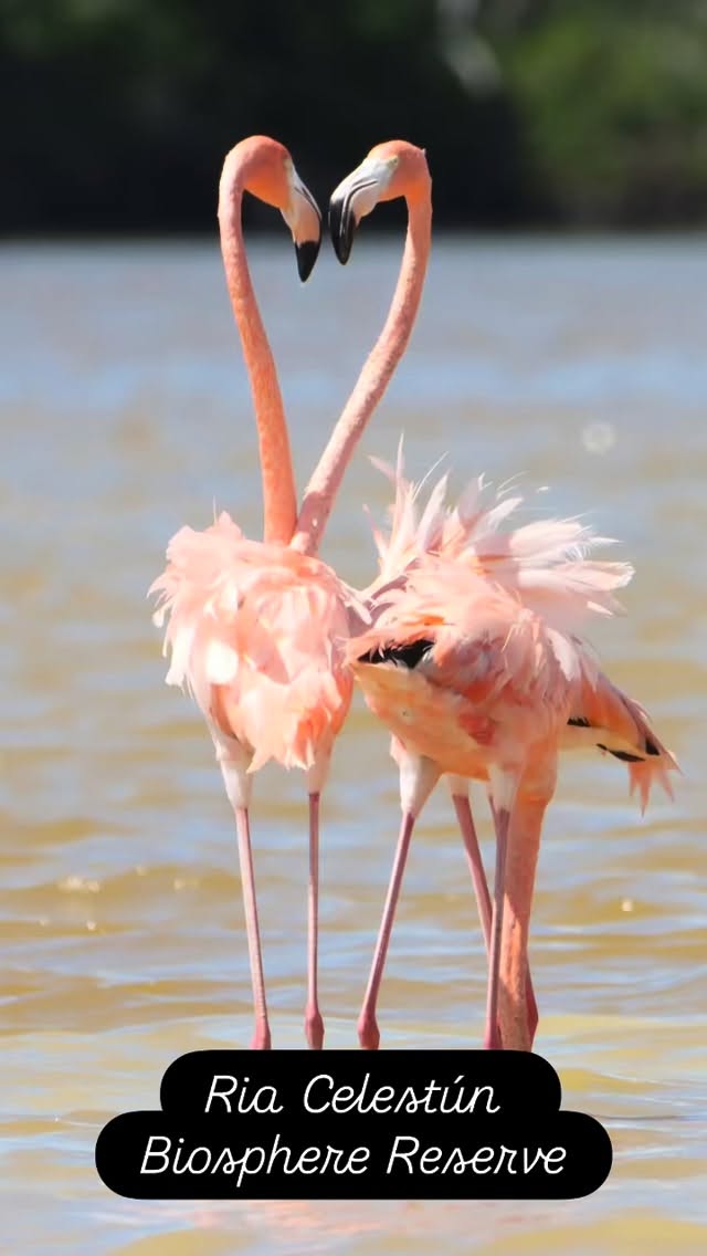 Day 4 of their Yucatan tour took these two British couples to Celestún on the western edge of the Yucatan peninsula. For something a little different they enjoyed a wildlife day. - flamingoes, raccoons, roseate spoonbills, magnificent frigate birds, brown pelicans, herons, egrets, red mangroves, cormorants and storks. They then enjoyed an evening in jazz bars, alone(!) in Merida. #merida #celestun #yucatan #mexico #cancun #privatetour #flamingo #spoonbill #cormorant #mangrove #heron #egret @lospampanoscelestun