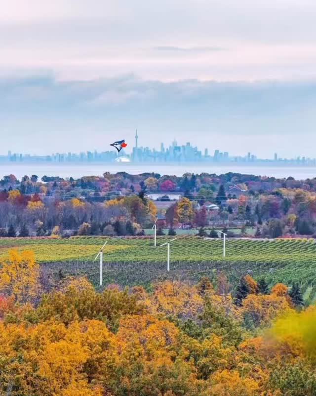 Our cheers are echoing across the lake — Niagara Benchlands is rooting for the Blue Jays all the way! 💙⚾ #niagarabenchlands #bluejays #letsgobluejays🍁🔵⚾️ photo credit @essence.media
