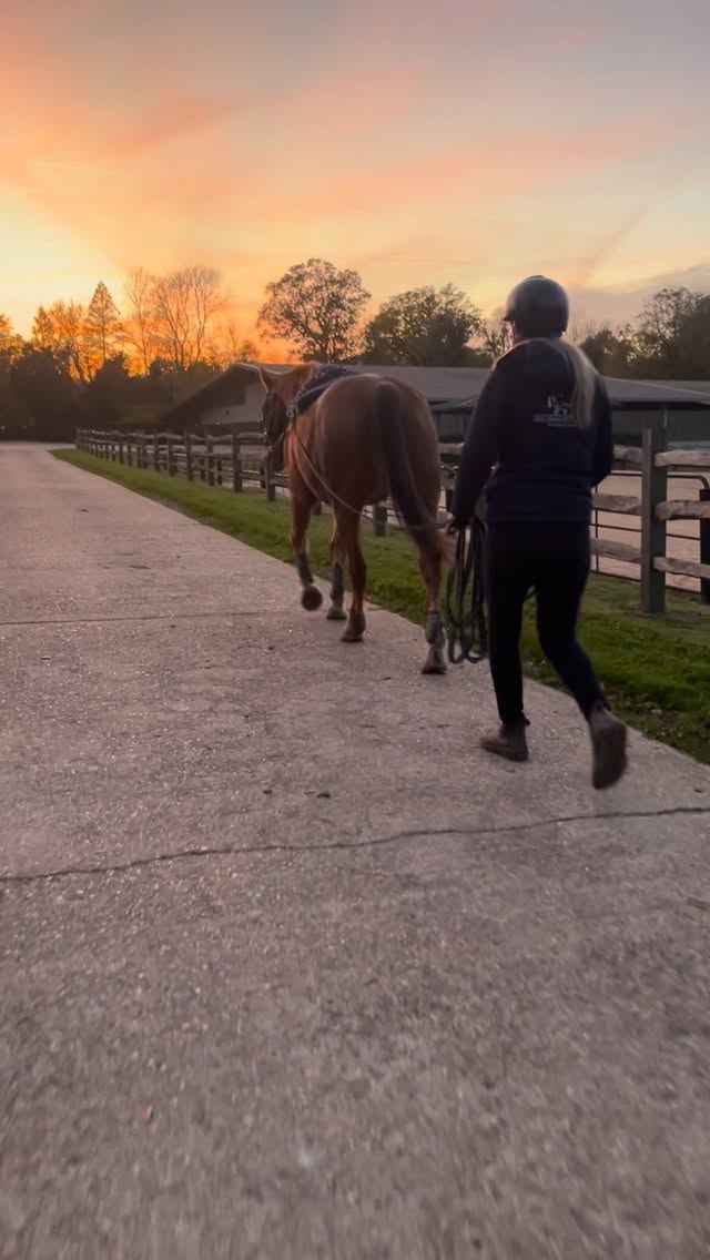 Reminiscing over dry evenings and beautiful sunsets after getting soggy today ☔️
Long reining at sunset — one of those peaceful moments that makes all the mud worth it.
Winter is the perfect time to focus on fitness and recovery — message us to see how our rehabilitation packages can support your horse’s goals. 💧🌨️