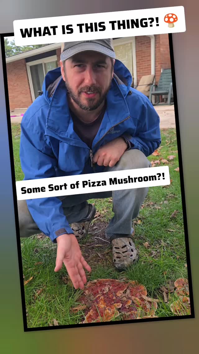 Found this MASSIVE mushroom in our yard — it’s easily 12 inches across and honestly looks like a pizza with a crust! 🍕🍄
Should I eat it? Probably not.
Am I going to eat it? Absolutely not. 😂
But now I have to know — does anyone know what kind of mushroom this is? Drop your best guesses below! 👇
#MushroomHunting #HomesteadLife #NatureFinds #Foraging #BackyardDiscoveries #SimpleGroundedLife