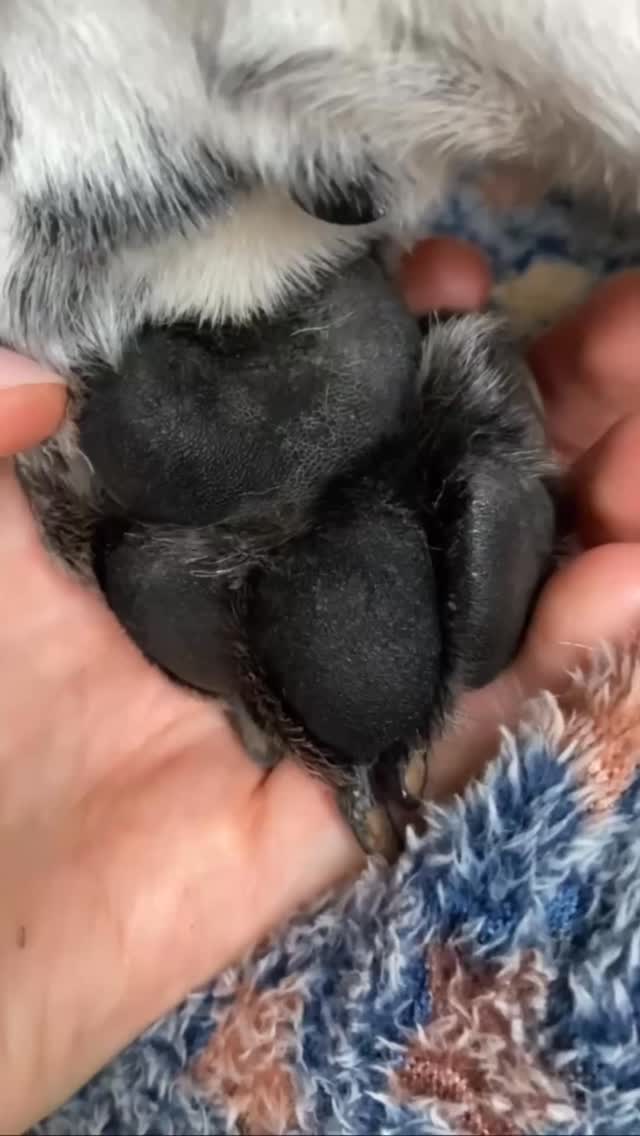 The making of little @effy_points paw print 🥰 🐾 Available to buy from @holly.co