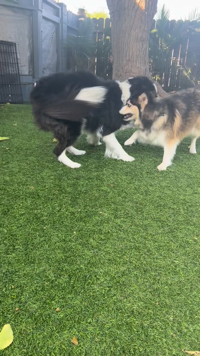 Dog play isn’t just about burning energy it’s how dogs learn to communicate. Not every dog naturally knows how to read another dog’s signals or when to take a break.
That’s why here at Paws Springs, #dogplaytime is guided and supervised. We help dogs learn to modulate their energy, respect boundaries, and develop healthy play habits.
Unsupervised, high-arousal environments like busy dog parks or daycares can be stressful for many dogs. With a little structure and coaching, play becomes safer, more balanced, and so much more rewarding.
Credit to my herding manager: Tucker and to Nala, our little educational boarding resident from @goldenstatepomskies and for more super educational content about highly aroused play style check out @packleaderdogs latest gem of a reel on this #dogtraining #dogplay