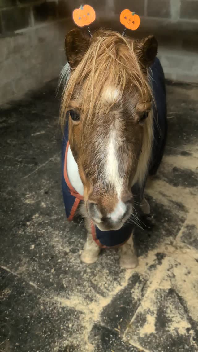 Jerry's version of trick or treat 🥰🎃👻💀
.
.
.
#lowerwillsworthy #jerrytheshetlandpony #halloween #trickortreat #shetlandpony #shetlandponiesofinstagram #dartmoorholidaycottage #dartmoornationalpark #dartmoorholidays #cottageholidays #vistdartmoor #visitdevon