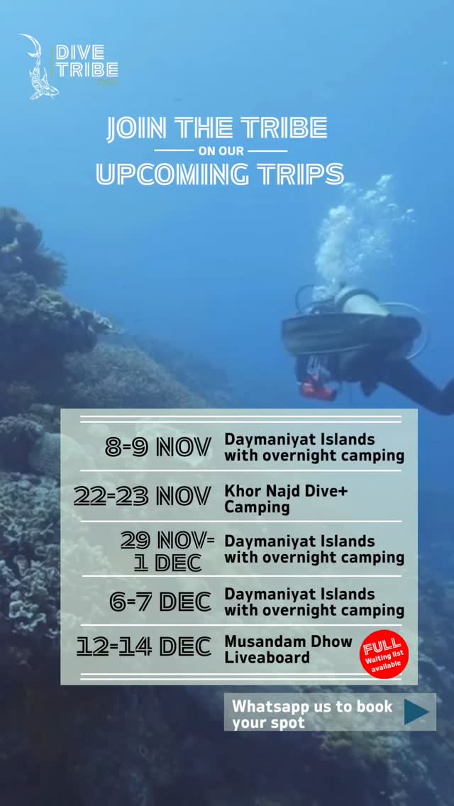 Check out our upcoming trips! Reach out to us on Whatsapp (in our bio) to book your spot!
#dubai #divetribedubai #padi #scuba