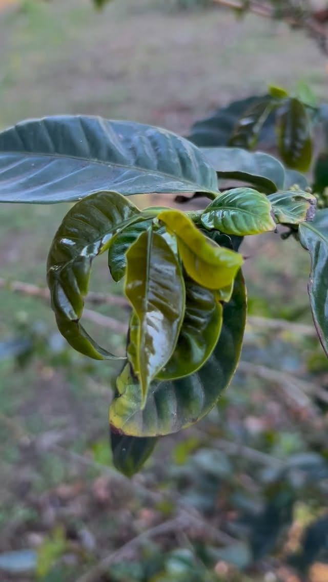 Spring is in full swing 😉 New leaves and the first signs of cherries forming. 🌿☕
#spring #swing #leaves #cherry #coffee #coffeelover #supportlocal #explorepage #explore