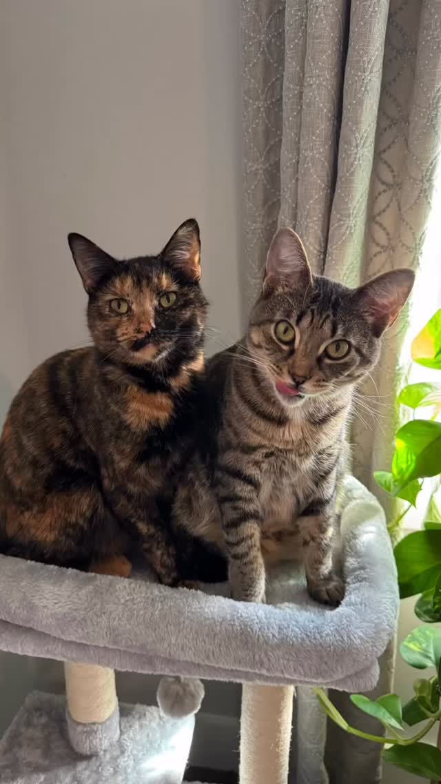 A day dedicated to celebrating my favorite kitties?! Yes please! Cookie (the grey tabby) and Muffin (the tortie) joined our family 5 months ago. They didn’t know each other at first, but soon became best friends…. And part of the family! 💚
#nationalcatday
