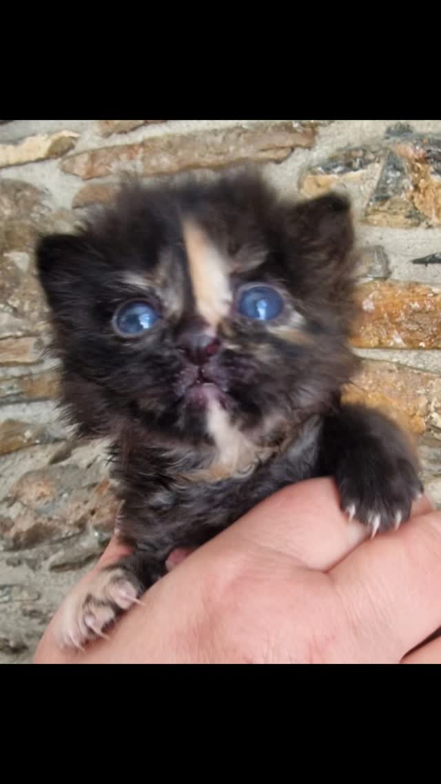 Neuzugang – die kleine Kitty
Manchmal fehlen uns die Worte, wenn wir sehen, wie herzlos mit kleinen, hilflosen Lebewesen umgegangen wird…
Die kleine Kitty, geschätzte 3 Wochen alt, wurde einfach einer Frau vor die Haustür gelegt – allein, verängstigt und völlig auf sich gestellt.
Zum Glück hat die Frau ein großes Herz ❤️ und suchte sofort Hilfe, da sie sich nicht selber kümmern kann. So kam Kitty in die Obhut unserer Organisation, wo sie nun in Sicherheit ist.
Im Moment wird sie liebevoll von der Pflegemama von Snowy betreut. Dort bekommt sie alles, was so ein kleines Katzenkind braucht: Wärme, Geborgenheit, regelmäßige Mahlzeiten, Kuscheleinheiten und natürlich ganz viel Liebe
Wenn Kitty etwas größer und kräftiger ist, wird sie zu Filukka ziehen – dort warten schon andere Kitten auf sie. In dieser kleinen Kitten-WG kann sie dann lernen, was es heißt, gemeinsam zu spielen, zu kuscheln und aufzuwachsen. Denn kein Katzenkind sollte allein groß werden.
Wir sind unglaublich dankbar für unsere engagierten Pflegestellen, die Tag und Nacht für die Kleinen da sind – ohne sie wäre Hilfe in solchen Fällen gar nicht möglich. 🙏
Willkommen, kleine Kitty – dein schwerer Start ins Leben ist vorbei. Jetzt beginnt ein neues Kapitel voller Liebe, Fürsorge und Hoffnung.
Wer uns unterstützen möchte -wie immer ist jede noch so kleine Spende dringend benötigt 🫶
stray ANIMAL care e.V
GENO BANK ESSEN eG
IBAN: DE17 3606 0488 0116 3215 00
BIC: GENODEM1GBE
PayPal: info@stray-animal-care.de
#strayanimalcare #tierschutz #katzenliebe #katzenrettung #adoptdontshop #katzenbabys #tierliebe #gemeinsamfürdentierschutz #skopeloscats #greekcats #catsofinstagram #katzenaufinstagram #skopeloskitten #tierschutzgriechenland #tierschutzgehtunsallean