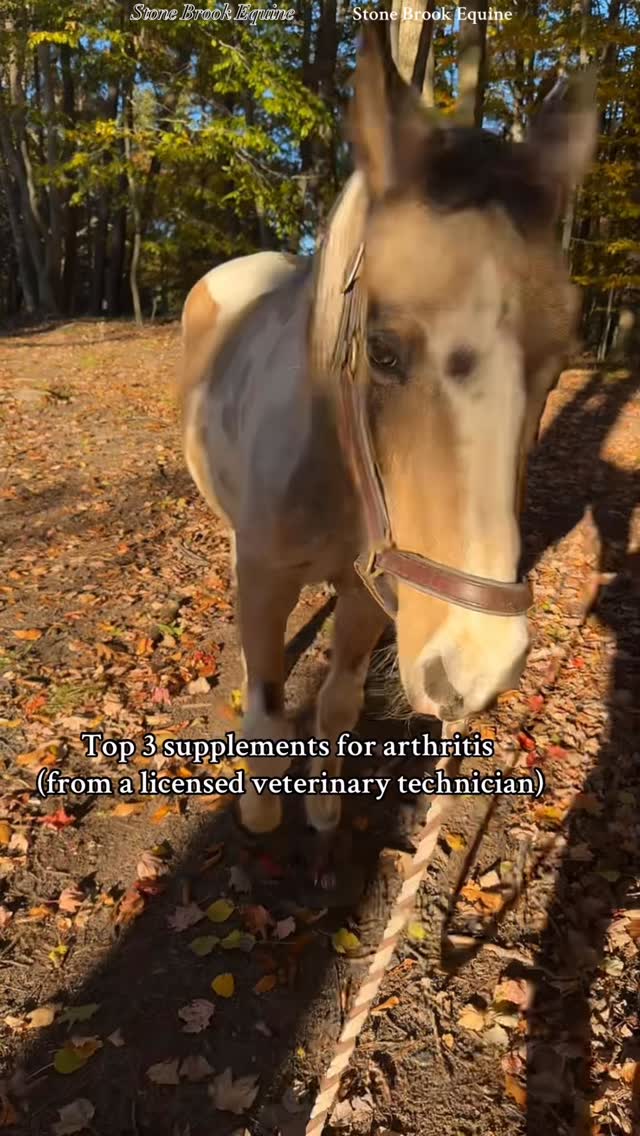 If your horse is starting to feel a little “creaky” or stiff, especially after hard work or cold mornings, the right supplements can make a huge difference in their comfort and longevity.
Here are my top 3 go-to’s for joint health and mobility
🌿 Boswellia (Frankincense)
A natural anti-inflammatory powerhouse that helps reduce joint swelling and stiffness. Great for sensitive stomachs and perfect for horses who can’t tolerate long-term NSAIDs.
🌿 MSM (Methylsulfonylmethane)
An essential sulfur compound that supports collagen formation, joint repair, and connective tissue resilience. It’s the quiet workhorse that keeps everything moving smoothly.
💧 Hyaluronic Acid (HA)
Think of this as joint “lubrication in a scoop.” HA improves synovial fluid quality, cushioning the joints and reducing friction so your horse moves freely and comfortably.
✨ Combine these three, and you’ve got a natural trifecta for keeping your arthritic horse feeling younger, longer.
🐴 Bonus Tip: Consistency is key — supplements take time to build up and do their magic.
🌿 Follow for more horse tips
🌿 Learn how to massage your horse today at Stone Brook Academy 💕 Links in bio!
🌿 Comment LEARN for your free acupressure guide!
#farmlife #arthritis #ranchlife #equestrian #barnlife #horses #equinemassage