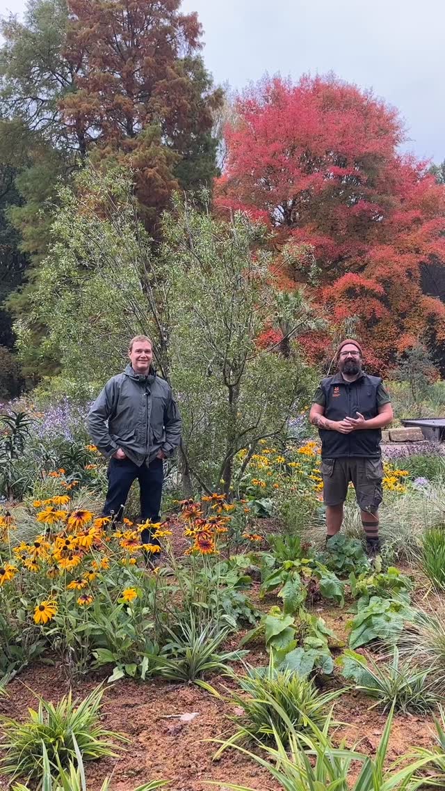With climate-conscious gardening at the forefront of our design for the new garden space at Sheffield Park and Garden, ‘Garden for the Future’, which opened this summer, few trees offer both beauty and resilience like the Maytenus boaria, also known as the Chilean Mayten.
This elegant evergreen, native to South America, is more than just a refined presence in the landscape — it’s a wise choice for a changing climate. The Mayten’s fine, cascading foliage is both drought-tolerant and remarkably adaptable, thriving in poor soils where other trees might struggle.
Its deep roots help it conserve water, making it an ideal selection for gardens increasingly shaped by dry summers and unpredictable weather patterns. With a natural, low-maintenance beauty, Maytenus boaria supports biodiversity, offering refuge to birds and small pollinators, enriching the garden ecosystem in every season.
As we look toward the future, choosing trees like the Mayten reflects a commitment to sustainability, blending environmental resilience with timeless design. This is the beauty of garden stewardship: creating spaces that honour the environment, one tree at a time.
Any thoughts or questions about the Mayten? Pop them in the comments below👇
⸻
ABOUT: Joe Perkins Design is a multi-award-winning landscape design consultancy, creating innovative outdoor spaces that celebrate the environment, wildlife, and biodiversity. Working across the UK and internationally, we partner with clients who share our passion for sustainable and visionary design. Discover more about our work at: www.joeperkinsdesign.com
