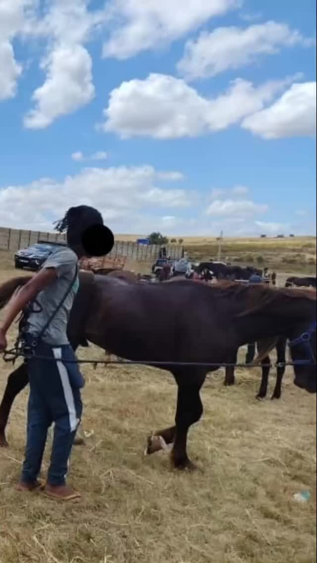 A day filled with heart. 💚
Our team cared for 30 horses and foals in Abbotsdale — treating wounds, feeding, and bringing comfort where it’s needed most.
There’s still so much to do. With your support, we can reach more horses, families, and children in need.
🐴 Join the herd from just R100/month: www.tomrohaven.org.za
#TomRoHaven #HorseRescue #AbbotsdaleOutreach #AnimalWelfare #JoinTheHerd