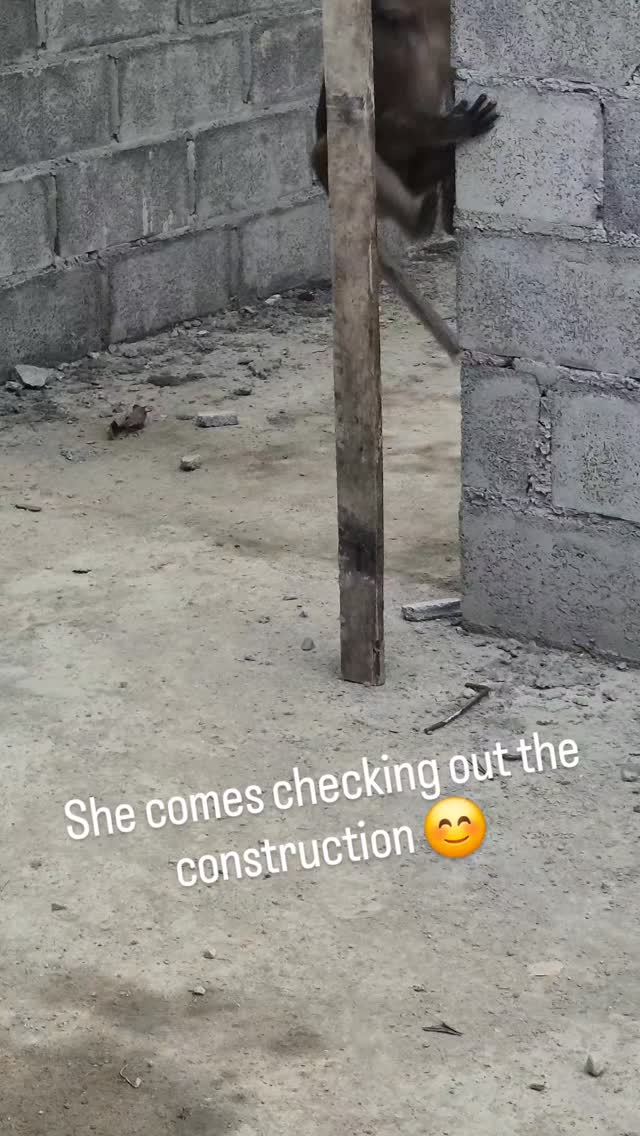 Construction inspection in Koh Lanta. Because we keep stoling land from nature and wild monkeys and other wild animals like elephants. You can't feed them because it won't help, we have to stop expanding and rethink with the respect of mother nature. It is not too late to go green #postive #monkey #nature #givespacetonature #protectnature