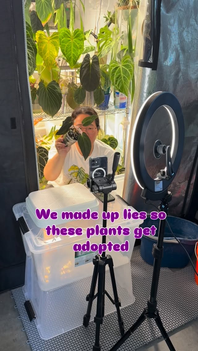 When you adopt a plant, what are you looking for? 💚🌱
Are you chasing that latest and hottest trend? Or Are you mesmerized by the leaf shape, color or any plants that make your heart fluttered?
Drop your wish list plant below ⬇️
#plantsmakepeoplehappy #supportsmallbusinesses #anthuriumaddict #onlineplantsale #plantparent #anthuriumsofinstagram #plantbuymelove