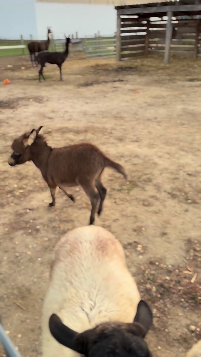 Check out Dawnโs side kick โ Lily couldnโt resist a little photo bomb! ๐ซ๐
#MiniDonkey #NubianGoat #FarmFriends #PickYourOwn #DogFriendly #MonroeTownship #PumpkinPatch #Pumpkins #PumpkinFarm #PumpkinPicking #NewJersey #RedWagonFarm #RedWagonFarmNJ #MiddlesexCounty #NJFun #NJPumpkinPicking #NJPumpkinPatch #NJFamily #FallFun #FarmLife #FallVibes #AutumnAesthetic #FallSeason #PumpkinSeason #OctoberVibes #HelloFall #FallFeels #AutumnVibes #FYP