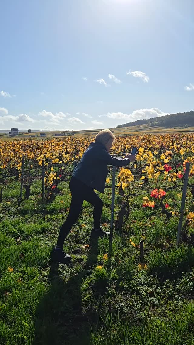 The fall Champagne foliage is on fire! These colors are so vibrant, it's like walking right into a giant, sunlit painting.
#toursinchampagne
#tourwithlocals
#besttours #winetours #champagne #champagneexperience
#champagnelover #champagnelovers
#champagneaddict #champagne
#private #privatexperience #honeymoon #champagnesecret #champagnemoments #champagneprivateexperience #luxurychampagne #finechampagne #champagneguide #champagnelife #champagnetasting #winelover #winelovers #winetasting #wineblogger #winedestination #winetravel #winetraveler
#thechampagnewineclub #champagneluxurytrip