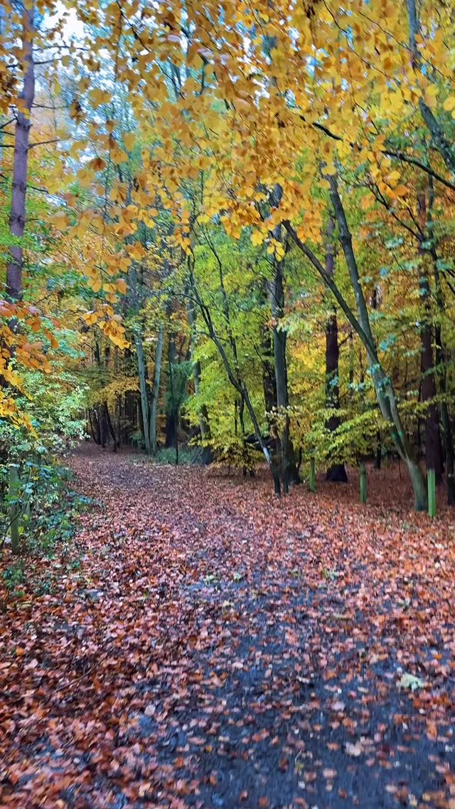 Move over #NewEngland! #Northumberland is quietly stealing the show 🍂🌿🍁
#visitnorthumberland #visitbritain #fairyhouse #explorenorthumberland #getoutsideandexplore #fallvibes #autumnvibes #yousaytomato