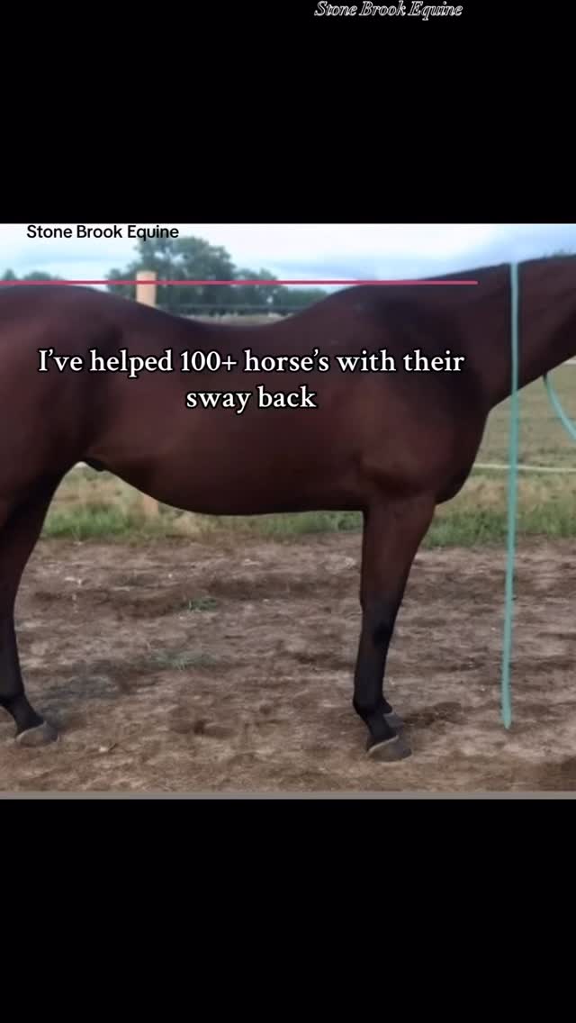 Does your horse have a dipped topline, a sway through the back, or a saddle that just never seems to sit right? 👀
🌿 You might be looking at sway back or even the beginning stages of kissing spine
💥 Here’s the truth: most sway backs and even early kissing spine cases start with weak or disengaged abdominal muscles.
When the core can’t support the spine, the back drops… vertebrae compress… and before long, the horse’s entire posture, movement, and comfort are affected.
The good news? You can absolutely rebuild from this — not by “working them more,” but by targeting the right muscles through slow, intentional exercises, core activation, and bodywork.
💫 Strengthen the abdominal sling which will lift the back and protect the spine.
✨ At Stone Brook Academy, you’ll learn how to massage and strengthen the core, release tension, and start lifting their back again.
🌟 Tap the link in my bio to join the Academy today and start rebuilding your horse’s topline the right way.
Because a strong back starts with a strong belly. 🐎💫
#equestrianlife #riding #holistichealing #healer #muscles #ranchlife #farmlife #veterinarymedicine #herbalism