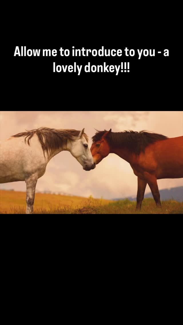 Part of the herd is this beautiful and lovely donkey. She definitely teaches me the importance of slowing down and just smile. She loves cuddles too!!