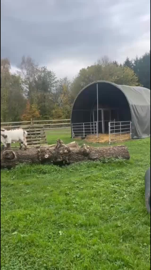Pygmy goats & Molly = cute combo 💁🏽♀️🐐🌿
#pygmygoats #happygoats
#fyp #pettingfarm #woodlandsalpacafarm