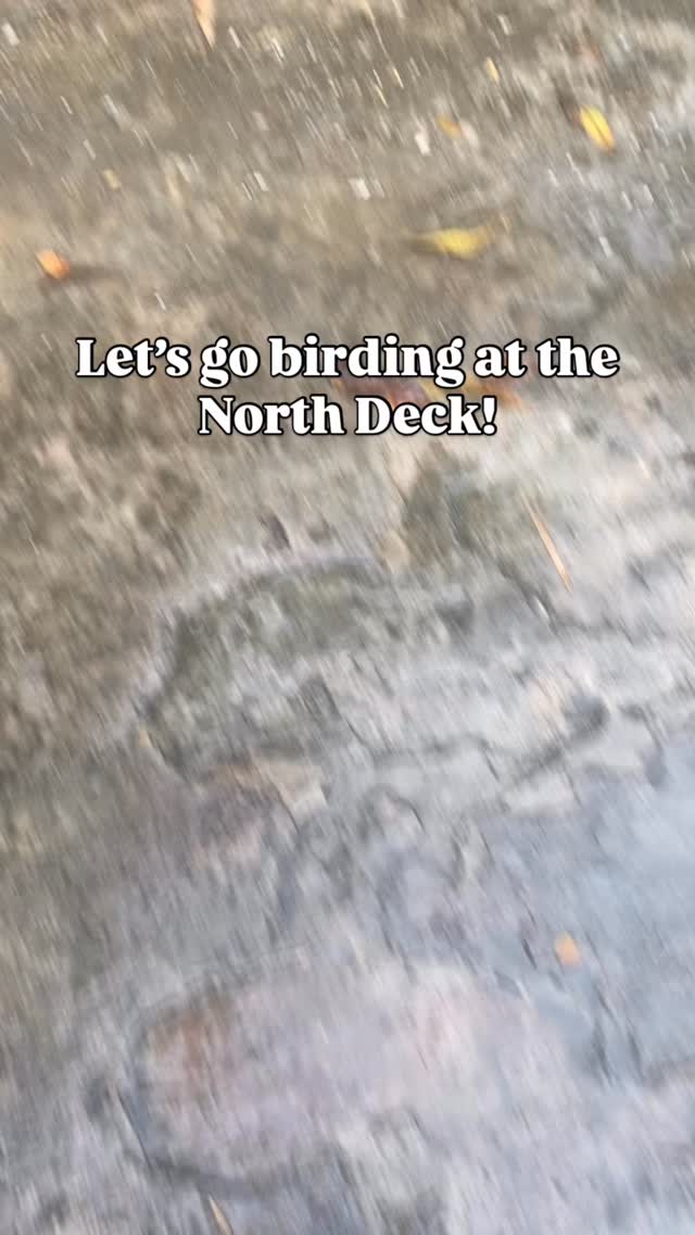 Let’s go birding at @the_north_deck_tt where the northernmost outcrop of the Andes mountains meets the Caribbean Sea 🖤✨ #birding #birdman #birdwatching #birdingtrip #birders #birdsofig #birdsasart #birdfreaks #birdphoto #birdnerd #birdingtours #birdphotography #trinidad #northdeck #paramin