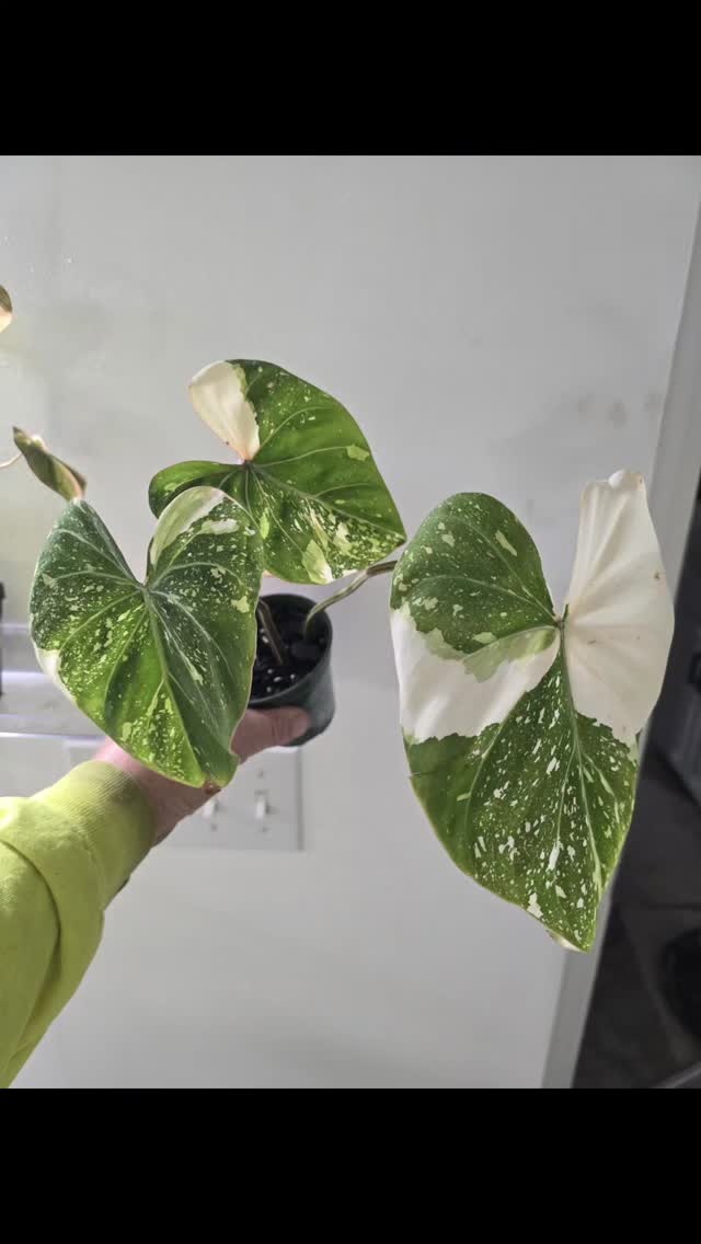 Friends the imports are here!! 😍 let take a look in the am, heres the link over on TT! ❤️
https://www.tiktok.com/t/ZTHcCyy8nF1Wu-0q7K0/
#thehenandthechick #smallbusiness #greenhouse #live #import #plants #plantsofinstagram #tropicalplants