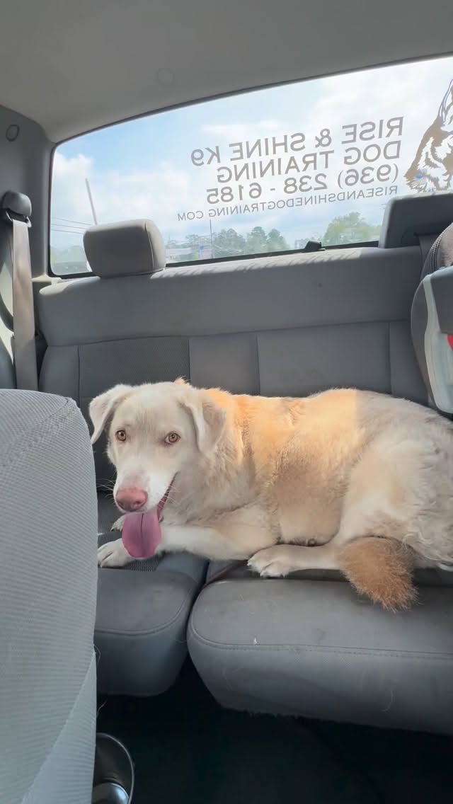 Bowie is looking for a home for Christmas. Heās been through my board and train program. He needs to be in a one dog household. Iād love to see him adopted by someone who has some land, but thatās not a dealbreaker. If youāre interested in giving him a home, please reach out to me. I donāt want a rehoming fee, I want the right person for him. He also comes with my longest private lesson program on the house as well. Itās a nine week program (one lesson a a week). If youāre interested in adopting, donāt stress about your training knowledge. I will teach you everything you need to know for free.