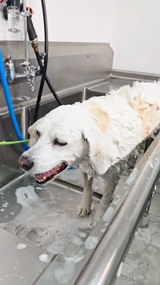 Bobby, mixed Cattle Dog
He is a three legged guy, very sweet and smart, who is loves it when he’s had a bath ❤️
#tsawwassen #petgroomingvancouver #pergroomingsalon #catgrooming #groomingcanada #doggroomer #groomingday #groomingvancouver #groomingbc #ladner #ladnervillage #ładnerzeczy #ladnerbusiness #ladnervillagemarket #ladnerphotographer #tsawwassenmills #tsawwassenbc #tsawwassenfirstnation #tsawwassendogs #tsawwassensprings