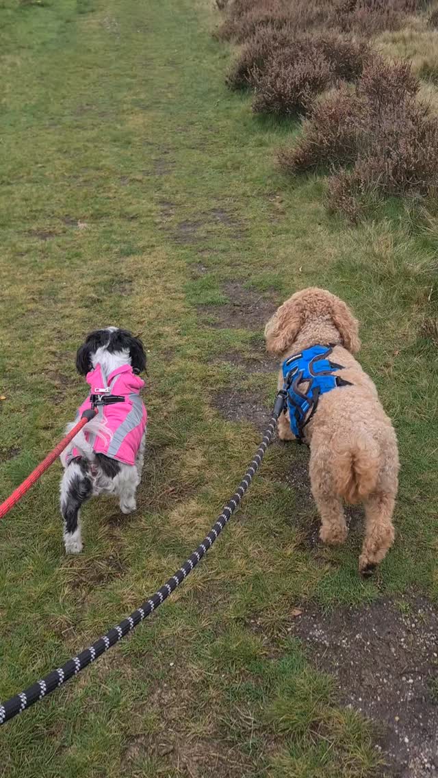 a lovely autumn walk with some pups who are staying with me π
#dogs
