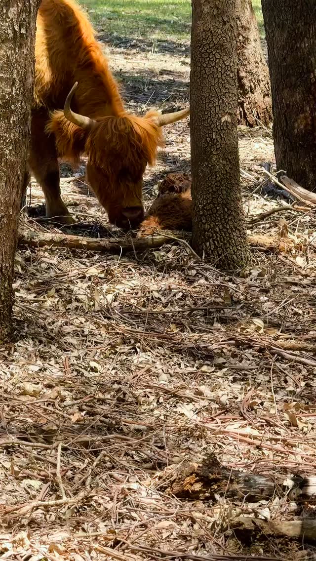 Such a privileged feeling, seeing them hit the ground and taking their first steps! Well done ‘Toffee’!🐮
#wildinourheart #westernaustralia #fyp #farmstay #highlandcow #experiencenannup