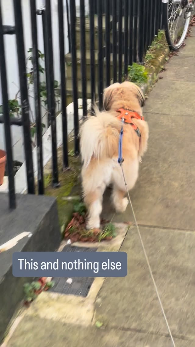 This and nothing else!
Ricky’s dream scenario became a reality.
A few weeks ago he only allowed his mum to put and take off his harness.
Putting it on meant stress, fear… and sometimes aggression.
Today, he lets not one, not two, but three trusted humans help him get ready for adventure.💛
More confidence. More freedom. More joy.
That’s what walk & train does: helping puppies feel safe in their own world.
Ready to help your dog feel this confident too?
📩 Send me a message to book Walk & Train.
#WalkAndTrain #LondonDogTrainer #ReactiveDogSupport #ConfidenceBuildingDogs #DogTrainingJourney