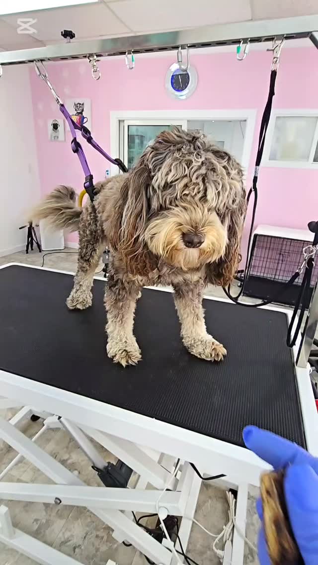 #tsawwassen #petgroomingvancouver #catgrooming #groomingvancouver #groomersdog #ladnervillage #tsawwassen #ladnervillage #tsawwassensprings #tsawwassentowncentremall #tsawwassenbc #ladnerbusiness #ladnervillagemarket #tsawwassencommons