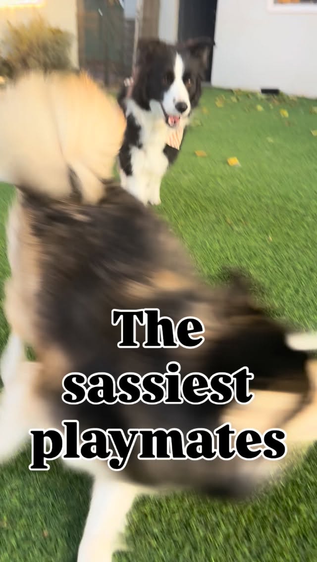 Who needs Netflix ? Nala, a 2 year old #pomsky from @goldenstatepomskies is Ms congeniality! During her educational boarding she received a training tune up and enjoyed seriously sassy play time with our best mentor, Tucker! Kudos to her breeder for bringing such wonderfully playful and affectionate dogs with an easy to train temperament and just the right amount of sass and energy to keep everyone entertained and laughing. Thank you @celine_jelinski for trusting me with your fur baby! #dogsplaytime #puppytraining #dogboardandtrain