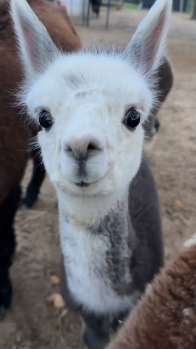 Du bist so wundervoll! #alpacalove #socute #inlovewithalpacas #reinholdalpaka