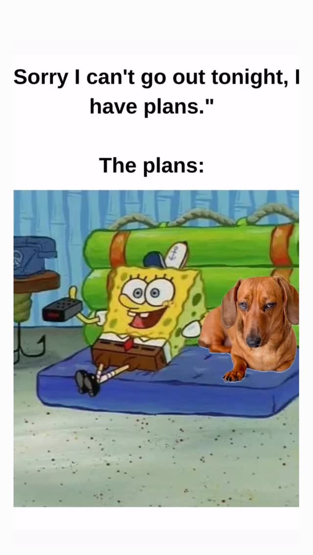 everyday 🤣 Repost from @shosho.miniature 😆