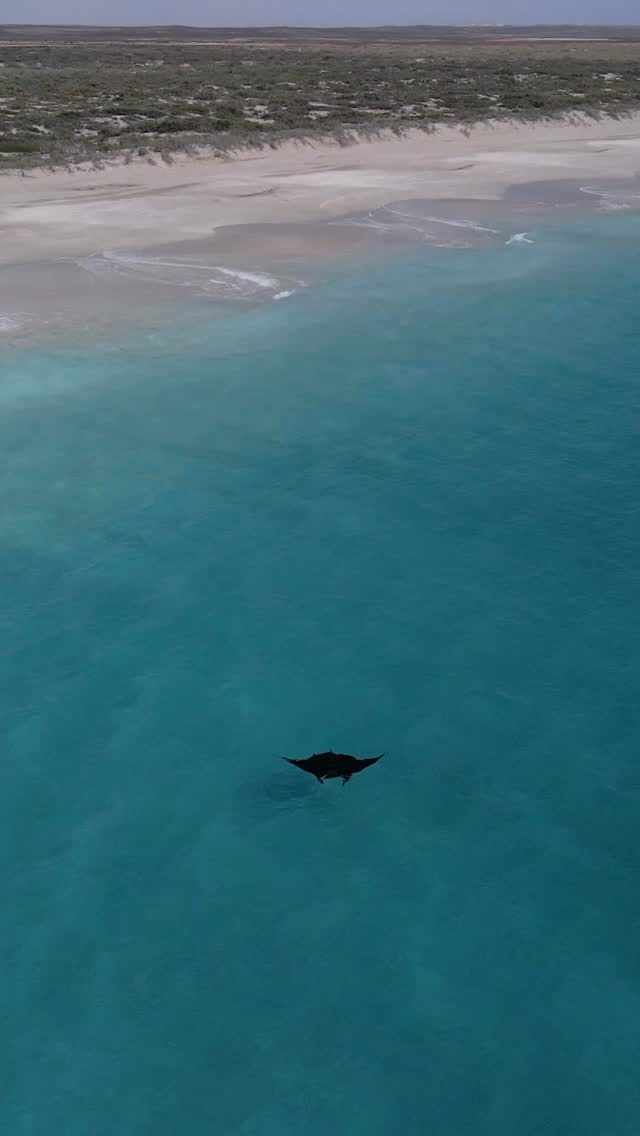 We get to call this our manta playground 🩵
Coral Bay’s newest adventure is coming soon…
Book ahead to secure your spot with us!
#oceanecoadventures #ningalooreef #coralbay #coralbayexclusive #swimwithmantarays #visitningaloo #australiancoralcoast