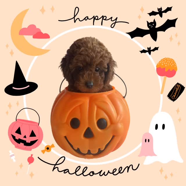 Spooky, sweet, and full of treats 🐾🧡👻 #HalloweenPuppy #RedToyPoodle #ToyPoodle #SpookySeason #PuppyLove #DogCostume #TexasBreeder #MiniPoodle #PoodlePuppy #CuteDogs #TrickOrTreat #RedToyPoodlesCo