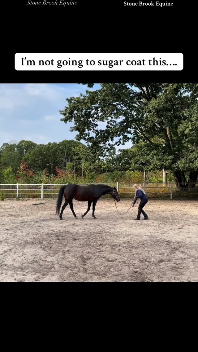 🐴 Posture Isn’t Just About Looks …It’s the Foundation of Every Movement
Most physical issues I treat — sore backs, uneven shoulders, short strides, even behavioral tension — all trace back to poor posture and weak postural control.
Posture is how your horse holds themselves when they’re not “trying.”
It’s the silent story their body tells about strength, balance, and comfort.
When a horse’s posture collapses —
The core disengages
The back drops
The shoulders tighten
And the hind end disconnects from true power
The result? Compensations, uneven muscle development, and eventually… pain that looks like “mystery lameness.”
💫 Posture exercises aren’t a luxury — they’re preventative medicine.
Simple, consistent groundwork and ridden postural work (like correct long and low, hill work, pole exercises, and in-hand mobilization) teach the body to carry itself correctly — not rely on us to “hold it together.”
The more your horse learns to organize their own posture, the less you’ll need to fix later.
✨ Build posture, and you build longevity.
🌿 Follow for more horse care tips
🌿 Learn how to massage your horse at Stone Brook Academy
🌿 Comment LEARN to get a free acupressure guide!
#equestrianlife #equestrian #holistichealing #healer #horse #ranchlife #farmlife #equinemassage