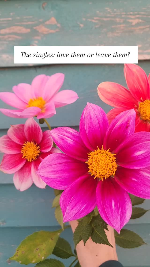 We used to pull singles out of our breeding patches without a second thought...easy decision. But then a few gave us pause. Claire started saving some for her own collection… and slowly, we started to love them too.
Sometimes, simplicity is just gorgeous.
Now we’re even considering developing another seed line with our favourite single forms and colours. 🌸
What do you think — do you love the singles or leave the singles?